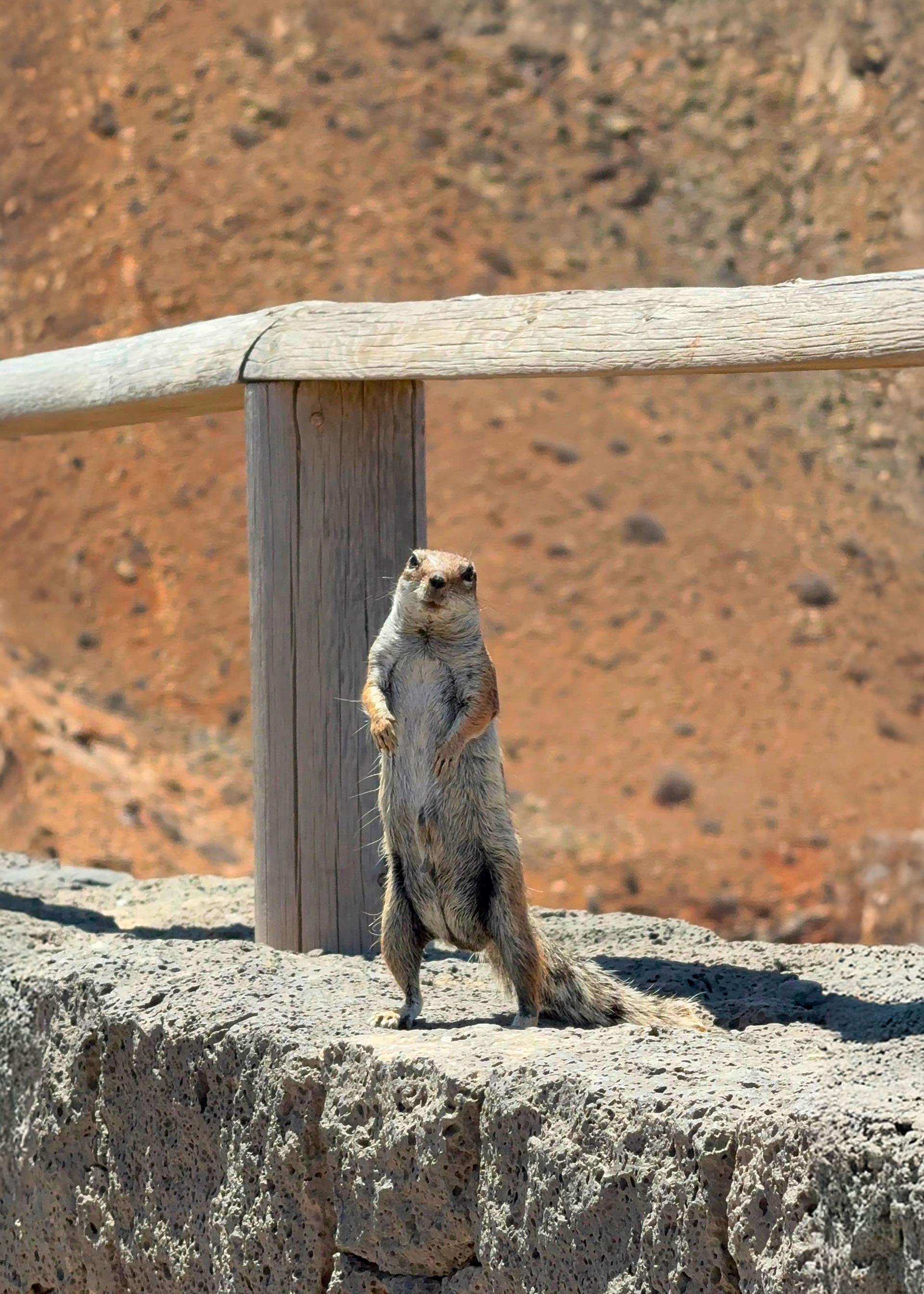 Pequeño Animal, Grandes Problemas